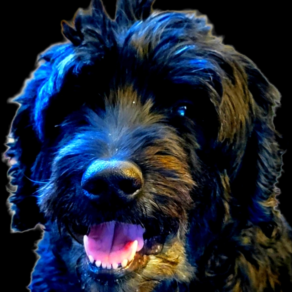 Meet your Posher, Joni